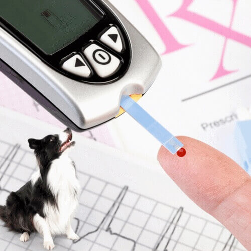 Diabetic Dog