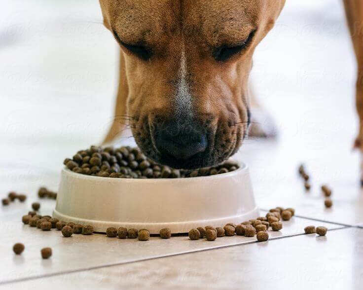 Low carb dog food sales kibble