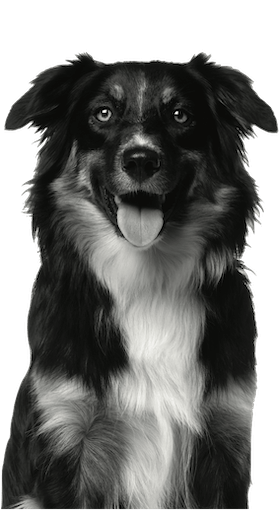 /static/media/img_border_collie.f82bd8c6.png