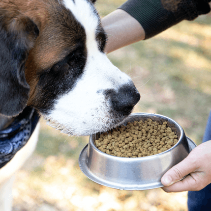 Owner feeding her dog kibble